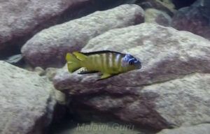 Metriaclima usisyae 'Mara Rocks'